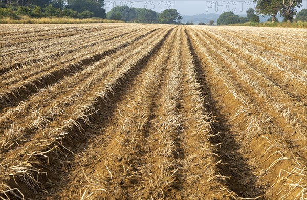 Rows of potatoes in field ready for lifting with top leaves withered, Sutton, Suffolk, England, UK