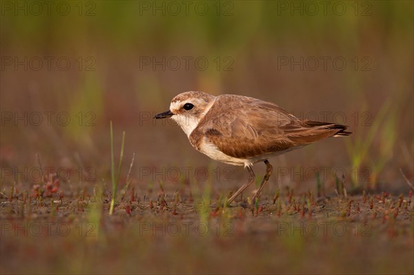 Kentish plover (Charadrius alexandrinus) female, Danube Delta Biosphere Reserve, Romania, Europe