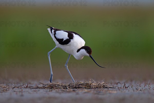 Black-capped avocet (Recurvirostra avosetta) Old bird over clutch, Danube Delta Biosphere Reserve, Romania, Europe