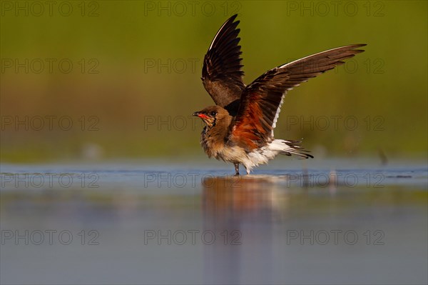 Collared pratincole (Glareola pratincola) bathing in the water, Danube Delta Biosphere Reserve, Romania, Europe