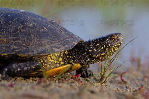 European pond turtle (Emys orbicularis), Danube Delta Biosphere Reserve, Romania, Europe