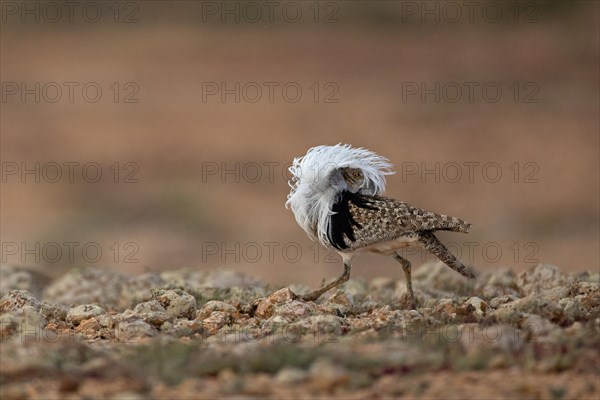 Saharan Houbara Bustard (Chlamydotis undulata fuertaventurae), mating male, Fuerteventura, Spain, Europe