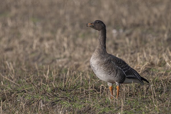 Bean goose (Anser fabalis), Texel, Netherlands