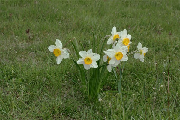 Tazettas (Narcissus tazetta), group, Schwanheimer Duene, Schwanheim, Main, Frankfurt, Hesse, Germany, Europe