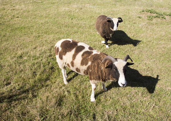 Jacob sheep grazing in field of smallholding, Shottisham, Suffolk, England, UK