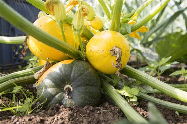 Close up at ground level of courgette zucchini plant growing yellow round fruit Suffolk, England, UK