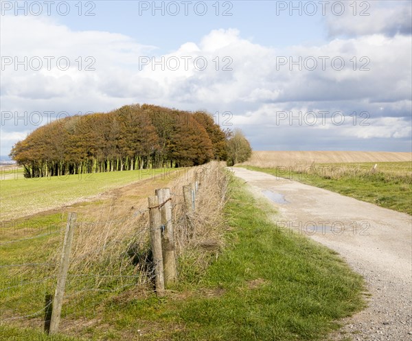 Beech copse on chalk scarp slope landscape on Ridgeway, west of Hackpen Hill, Broad Hinton, Wiltshire, England, UK