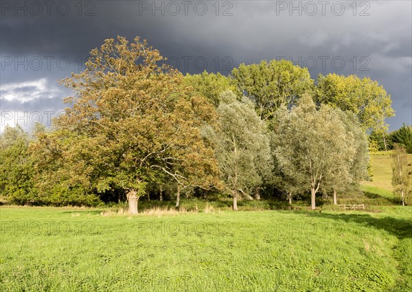 Dramatic stormy sky bright sunshine on sycamore, willow and lime trees, Methersgate, Suffolk, England, UK