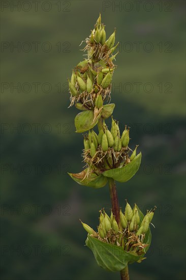 Great yellow gentian (Gentiana lutea) in an inflorescence, Hahnenkopf, Fontanella, Faschina, Vorarlberg, Alps, Austria, Europe