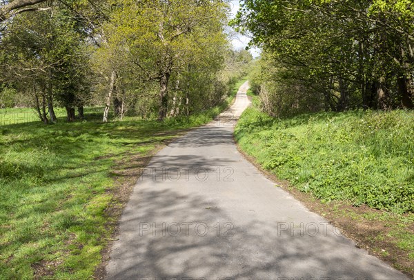 Narrow winding tarmac country lane road passing through trees, Sutton, Suffolk, England, UK