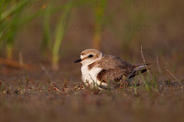 Kentish plover (Charadrius alexandrinus) Female breeding on the ground at the water's edge, Danube Delta Biosphere Reserve, Romania, Europe