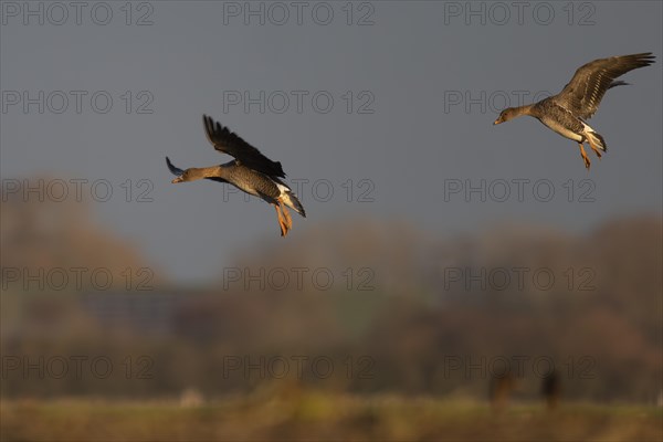 Bean goose (Anser fabalis), Texel, Netherlands