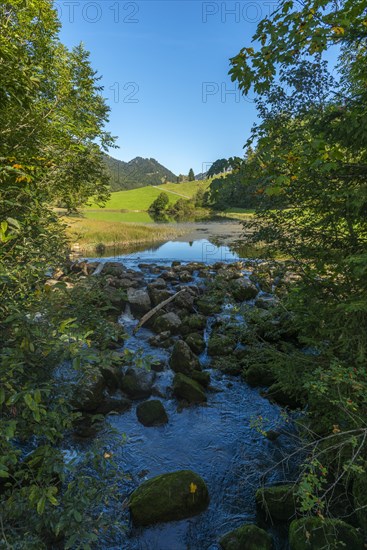 Leckner Ach, Lecknersee, humpback meadow, water reflection, municipality of Dornbirn, Bregenzerwald, Voralberg, Austria, Europe
