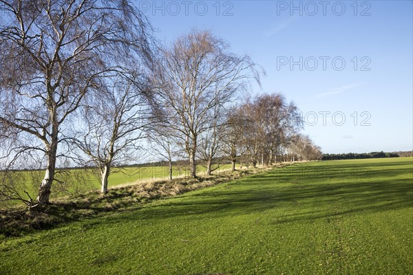 Line of silver birch trees, Betula pendula, crossing turf grass field, Sutton Heath, Suffolk, England, UK