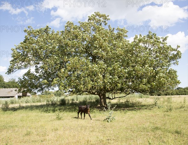 Sycamore tree in summer, acer pseudoplatanus, near Woodhall Manor, Sutton, Suffolk, England, UK