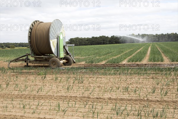 Irrigation sprayer machinery watering a crop of onions in a field Suffolk Sandlings, Sutton, Suffolk, England, UK