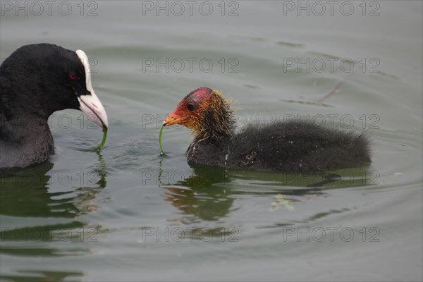 Common coot (Fulica atra), mother as a role model for young animal feeding, learning, swimming, food, Zoom Erlebniswelt, Gelsenkirchen, Ruhr area, North Rhine-Westphalia, Germany, Europe, wildlife, Europe