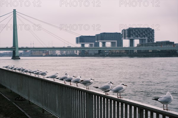 Seagulls (Larinae) on the Rhine, behind them the crane houses, Cologne, Germany, Europe