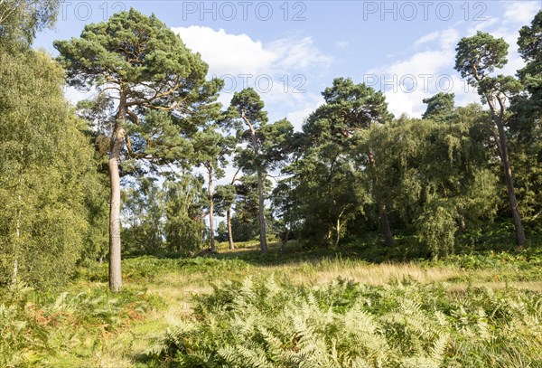 Heathland vegetation with Scots pine tree, Pinus sylvestris, Sutton Heath, near Shottisham, Suffolk, England, UK