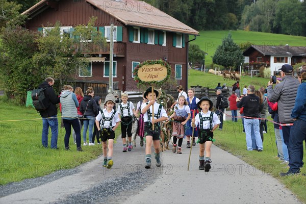 Traditional cattle drive or cattle seperation . As here in the Allgaeu, the cattle are driven down into the valley after about a hundred days in the Alps (or mountain pastures) (Memhoelz district of Hupprechts, Allgaeu)