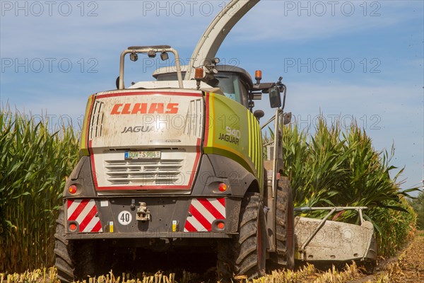 Rhineland-Palatinate, Germany: Maize harvesting (maize chopping) for the Alexanderhof biogas plant in Hochdorf-Assenheim