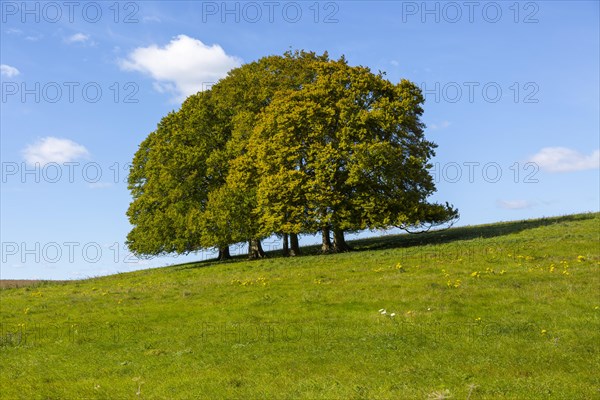 Landscape with copse of common beech trees blue sky on grassy green slope, Salisbury Plain, Wiltshire, England, UK