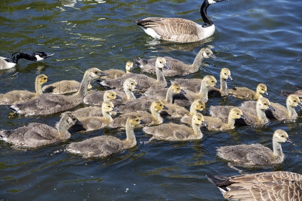 Branta canadensis Canadian geese Goslings on River Avon, Stratford- upon-Avon, Warwickshire, England, UK