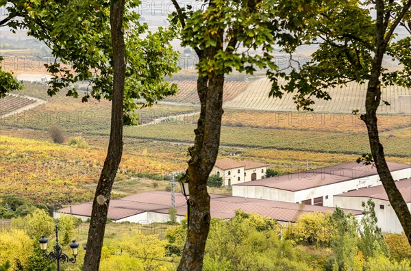 View of vineyards with autumn colours from Laguardia, Alava, Basque Country, northern Spain