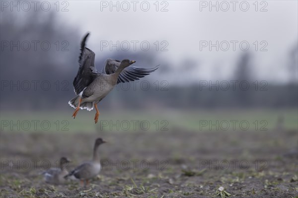 Bean goose (Anser fabalis), Texel, Netherlands