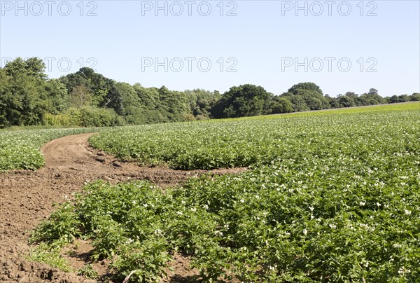 Potato crop in summer growing in field, Shottisham, Suffolk, England, UK