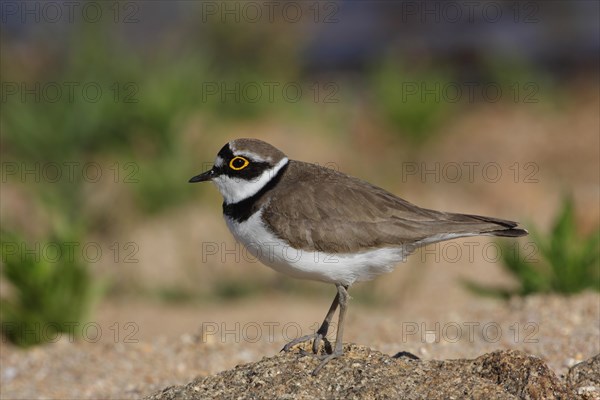 Little Ringed Plover (Charadrius dubius), Embalse del Jerte, Valle del Jerte, Plasencia, Extremadura, Spain, Europe