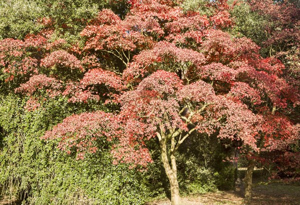 Japanese maple tree in autumn colour, Acer Palmatum, National arboretum, Westonbirt arboretum, Gloucestershire, England, UK
