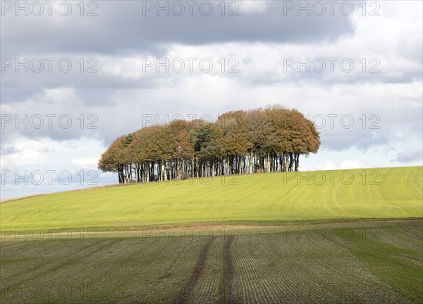 Beech copse on chalk scarp slope landscape on Ridgeway, west of Hackpen Hill, Broad Hinton, Wiltshire, England, UK