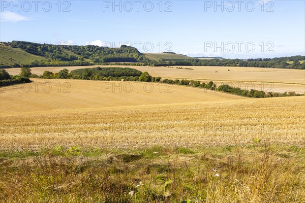 Rolling fields of stubble chalk scarp escarpment slope of Inkpen Hill, Berkshire, England, UK
