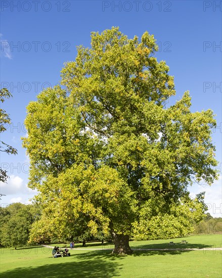 London Plane tree, Platanus x acerifolia or Platanus x hispanica. Audley End House and Gardens, Essex, England, UK