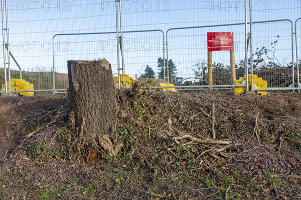 HS2 construction site Crackley Woods, Kenilworth, Warwickshire, England, UK, November 2020, tree stump and security fences