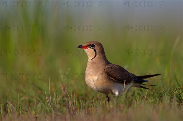 Collared pratincole (Glareola pratincola), Danube Delta Biosphere Reserve, Romania, Europe