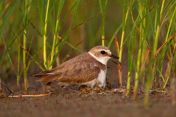 Kentish plover (Charadrius alexandrinus) Female breeding on the ground at the water's edge, Danube Delta Biosphere Reserve, Romania, Europe