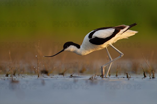 Black-capped avocet (Recurvirostra avosetta), Danube Delta Biosphere Reserve, Romania, Europe