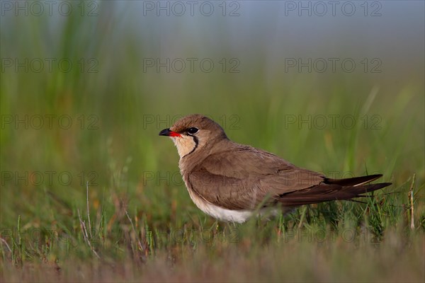 Collared pratincole (Glareola pratincola), Danube Delta Biosphere Reserve, Romania, Europe