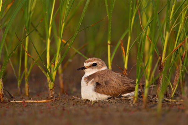 Kentish plover (Charadrius alexandrinus) Female breeding on the ground at the water's edge, Danube Delta Biosphere Reserve, Romania, Europe