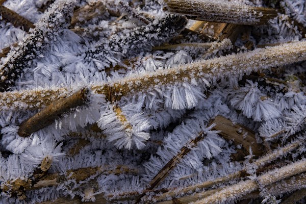 Severe frost has formed bizarre ice formations in the riverbed of the Gottleuba. Ice crystals on reed stems, Bergieshuebel, Saxony, Germany, Europe