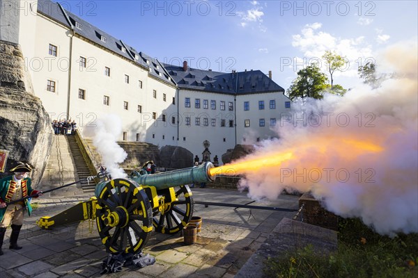 Koenigstein Fortress in Saxon Switzerland. A cannon belonging to the Koenigstein Fortress, built in 1712, was christened DIE STARKE AUGUSTE and fired. By the Electoral Saxon Gunners 1730 of the Rifle Society Friedersdorf., Koenigstein, Saxony, Germany, Europe