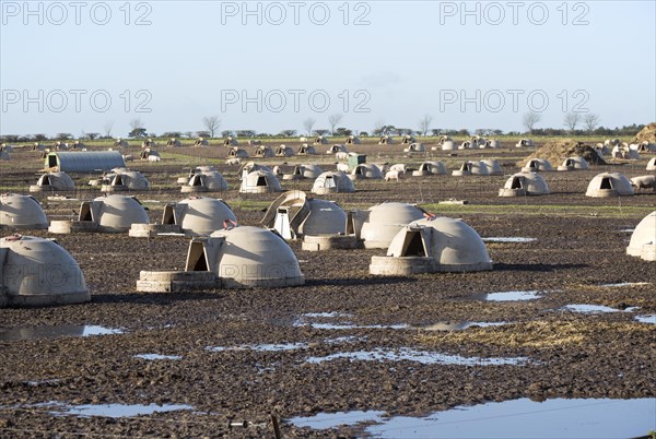 Outdoor pig farming sows in field, Sutton Heath, Suffolk, England, UK