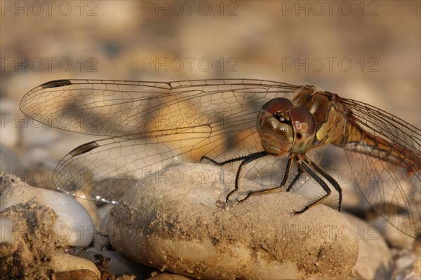 Female vagrant darter (Sympetrum vulgatum), pebble, soil, detail, macro, Warmsee, Illmitz, Seewinkel, Lake Neusiedl, Burgenland, Austria, Europe