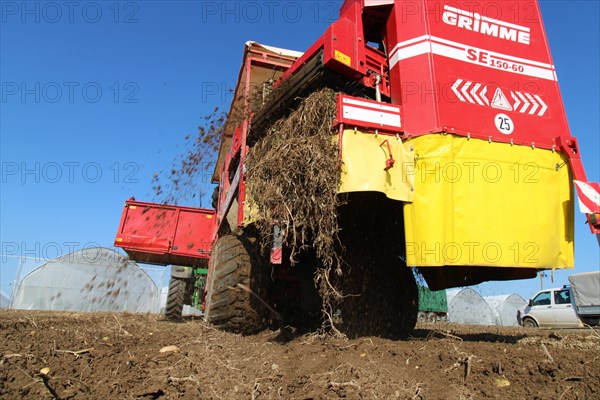 Farmer Hartmut Magin from Mutterstadt harvesting early potatoes in the Palatinate (Mutterstadt, Rhineland-Palatinate)