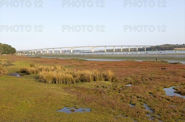 Salt marsh vegetation on foreshore mud exposed low tide view of river and Orwell Bridge, Ipswich, Suffolk, England, UK