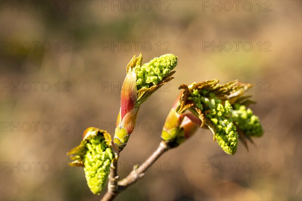 Macro close up Sycamore tree flower buds and leaves in springtime, Acer pseudoplatanus, UK