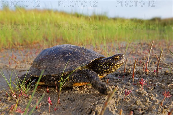 European pond turtle (Emys orbicularis), Danube Delta Biosphere Reserve, Romania, Europe