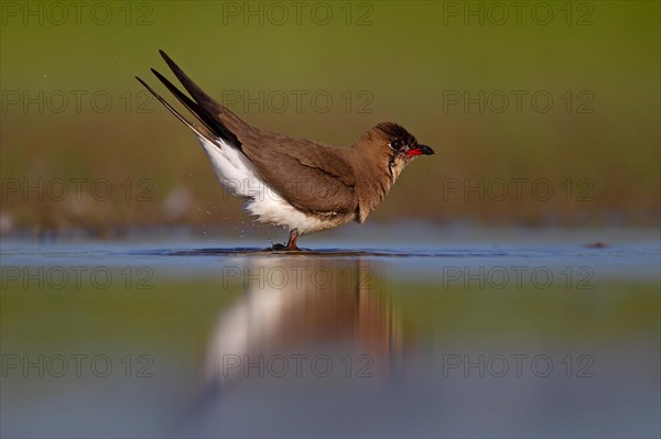 Collared pratincole (Glareola pratincola), Danube Delta Biosphere Reserve, Romania, Europe